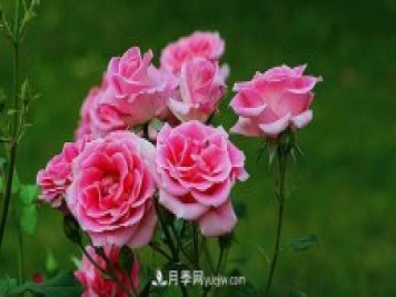 中國月季（國月）的魅力，南陽(yáng)是中國月季核心原產(chǎn)地