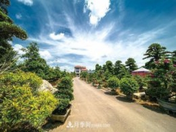 百年積淀成就湖南瀏陽(yáng)花木大格局