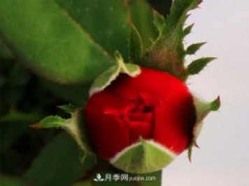 南陽(yáng)盆栽月季怎么澆水