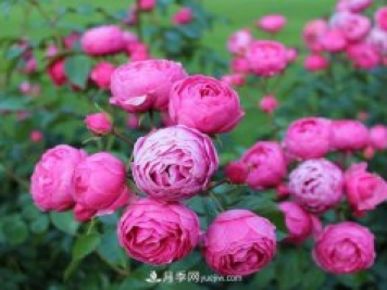 通過(guò)以下4點(diǎn)來(lái)區分月季和玫瑰