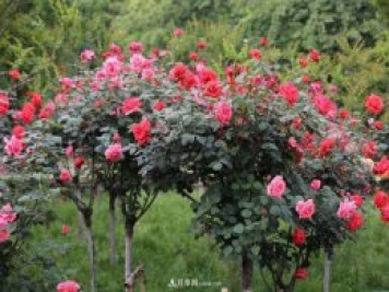 樹(shù)狀月季，又稱(chēng)月季樹(shù)、玫瑰樹(shù)，樹(shù)月的砧木培育與接穗