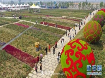 回顧記錄，中國月季展覽會(huì )花開(kāi)阜陽(yáng)