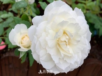 心之水滴月季，白色的切花月季推薦