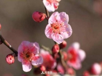 淮北市的市花是什么？月季花的花語(yǔ)寓意