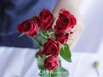 多頭玫瑰應該怎么養護？