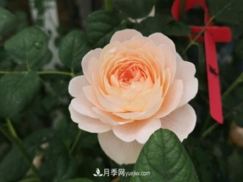 月季和玫瑰，她們都叫Rose！美麗與浪漫的化身