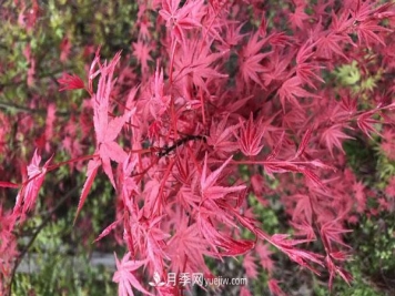 雞爪槭和紅楓的區別，葉片、枝干、花果期