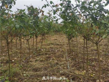 小高桿月季樹(shù)，小青桿月季批發(fā)