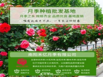 批發(fā)南陽(yáng)月季，就選擇南陽(yáng)禾億月季基地，放心