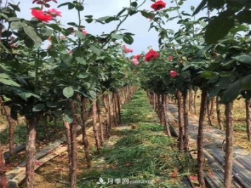3公分月季樹(shù)，樹(shù)狀月季價(jià)格，小高桿月季基地