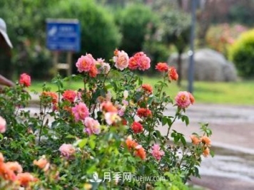 200多種月季花，花卉新品種豐富壽光城市園林色彩