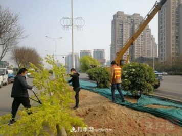 新鄉道路綠化升級喜現彩色樹(shù)，樹(shù)狀月季來(lái)了