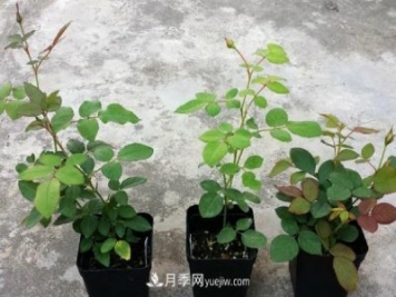 盆栽月季小苗快速發(fā)芽長(cháng)筍，生根才是唯一重要的