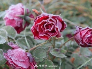 盆栽月季花冬季管理必知，修剪、防凍、防風(fēng)