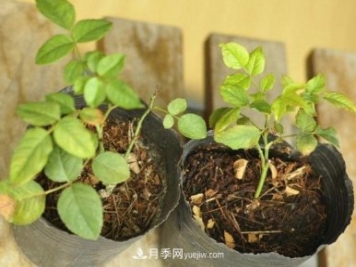 月季牙簽苗如何養壯？七招教你種出健康月季花