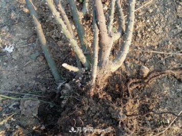 月季裸根大苗，品種多，適合工程和花友種植
