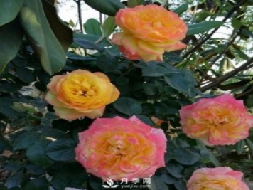 藤彩虹月季有多個(gè)顏色，喜歡嗎