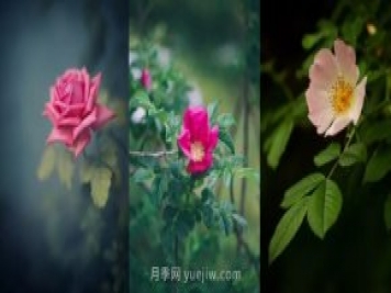 關(guān)于玫瑰花的這些冷知識你知道幾條？