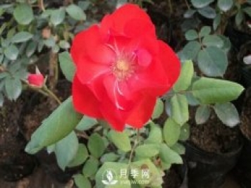 莫海姆豐花月季的種植方法你知道了嗎？