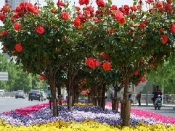 南陽(yáng)月季火出圈！鄭州市花月季舉手有話(huà)說(shuō)