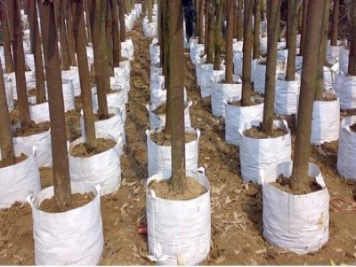月季植樹(shù)袋美植袋耐用嗎？壽命多久？