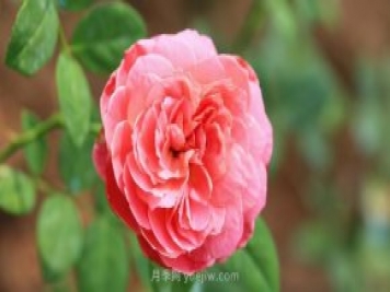 花友在家栽培月季花需要掌握的15條小知識
