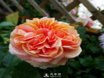 月季花介紹，石橋月季帶你了解月季