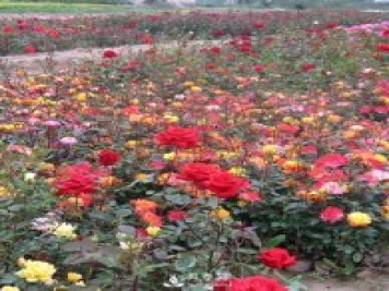 怎樣養好月季花？石橋月季告訴你