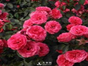 樹(shù)狀月季基地介紹月季日光溫室栽培技術(shù)育苗方法