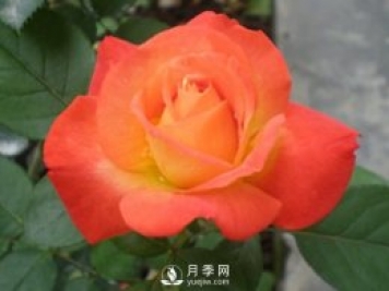 稀有花卉――樹(shù)月季盆栽技能