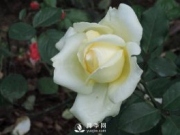 南陽(yáng)大田月季能夠耕種培養