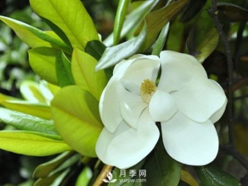 如何區分廣玉蘭、白玉蘭和二喬玉蘭？
