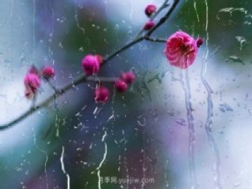 梅花的花語(yǔ)和象征意義