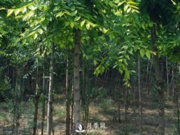 巨紫荊如何病防治病蟲(chóng)災害