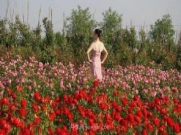 洛陽(yáng)紫桂園月季農場(chǎng)，置身月季花海，感受花開(kāi)浪漫