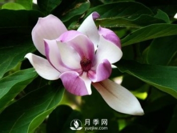 二喬玉蘭種殖需注意什么？