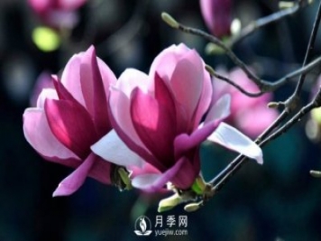如何預防二喬玉蘭黃化病病害？