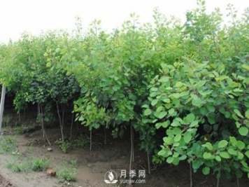 如何防治黃櫨白粉病病害？