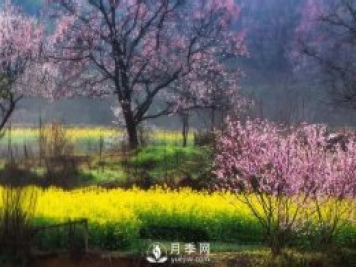 信陽(yáng)新縣春色：若盛開(kāi) 春自來(lái)