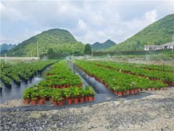 畢節百里杜鵑花卉產(chǎn)業(yè)美了環(huán)境富了民