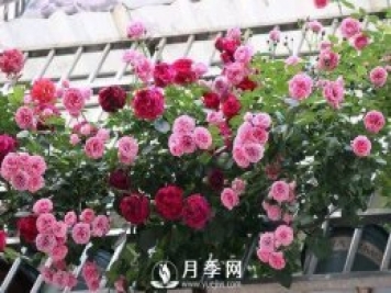 半米防盜窗養藤本月季，養成月季花園