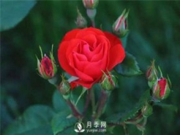 北京紅月季，國月豐花月季推薦