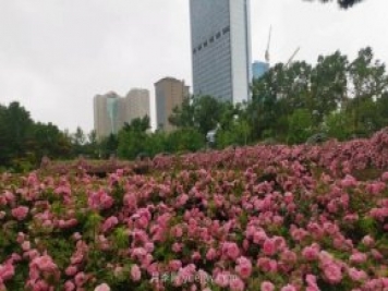 長(cháng)春市兒童公園：3萬(wàn)余株月季花競相綻放