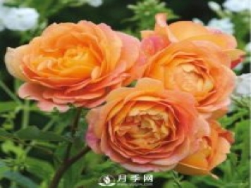 爬藤月季品種很多，每個(gè)人都有自己的喜好