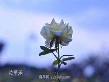 區分月季、玫瑰的七個(gè)技巧