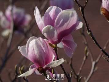 紫玉蘭種植休眠時(shí)要留意什么？