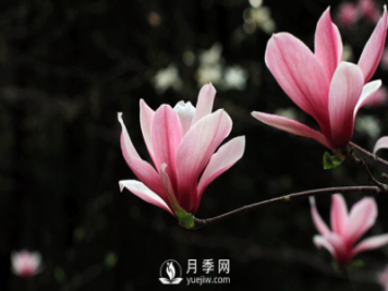 紅玉蘭，紫玉蘭，廣玉蘭嫁接培育主要注意一下四點(diǎn)：
