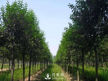 大葉女貞平時(shí)應該怎么進(jìn)行養護？