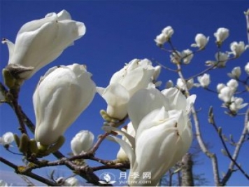 綠化苗木里的白玉蘭和廣玉蘭要怎樣分辨？
