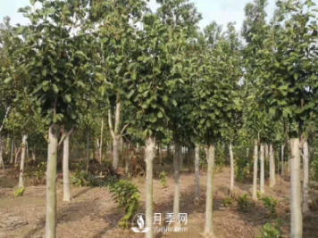 白玉蘭樹(shù)缺鐵癥防治妙招分享